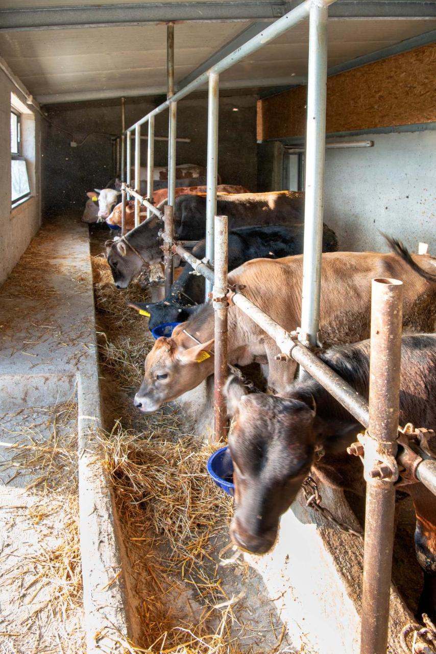Agriturismo La Peppina Massa Lubrense Eksteriør billede